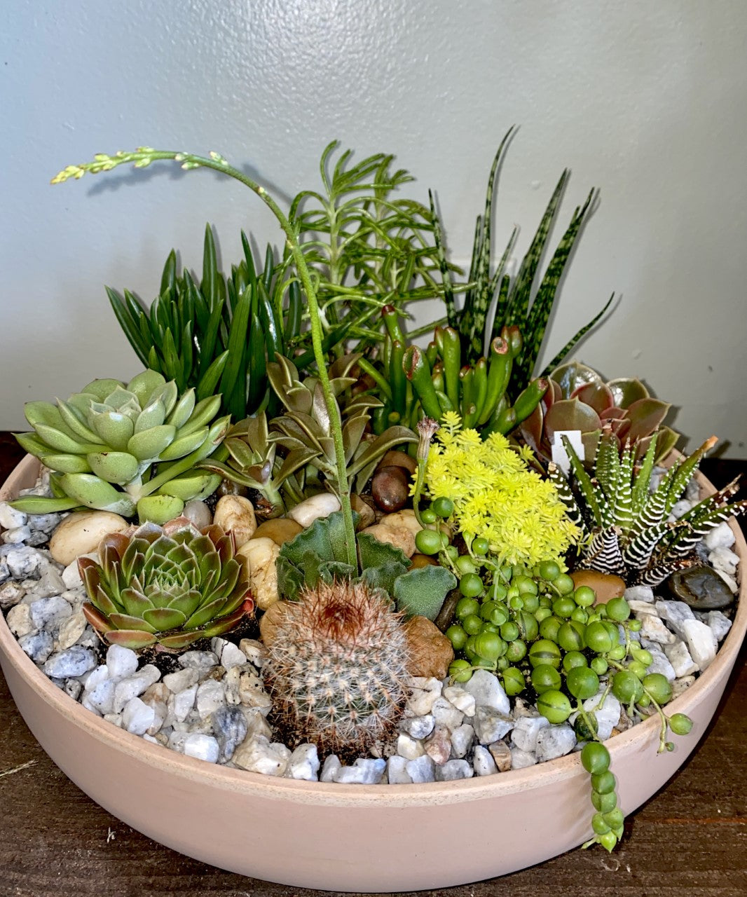 Succulents & Orchids