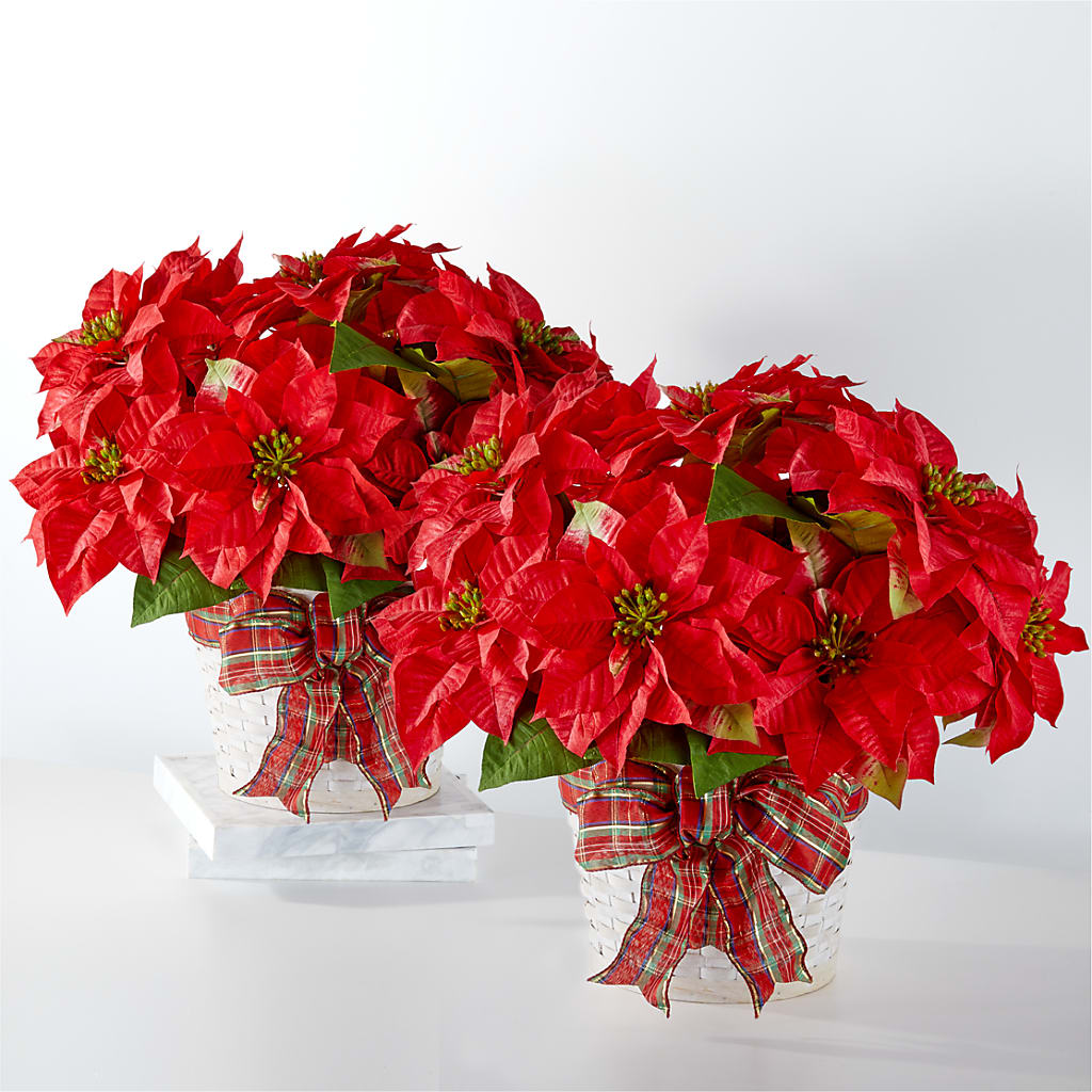 Happiest Holidays Poinsettia Bundle – Greenwich Blooms Florist Inc, Greenwich CT