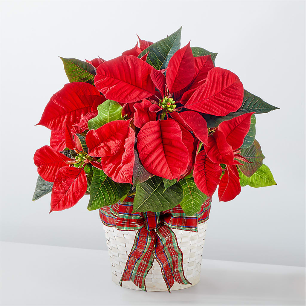 Happiest Holidays Poinsettia – Greenwich Blooms Florist Inc, Greenwich CT