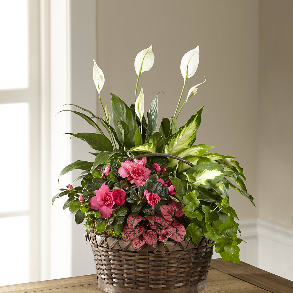Dream in Pink Dishgarden – Greenwich Blooms Florist Inc, Greenwich CT