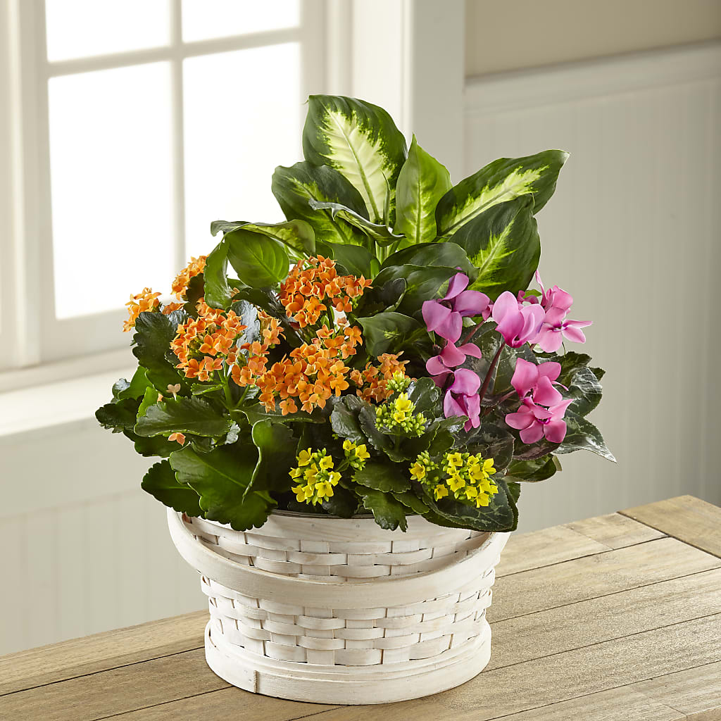 Color Crush Dishgarden – Greenwich Blooms Florist Inc, Greenwich CT