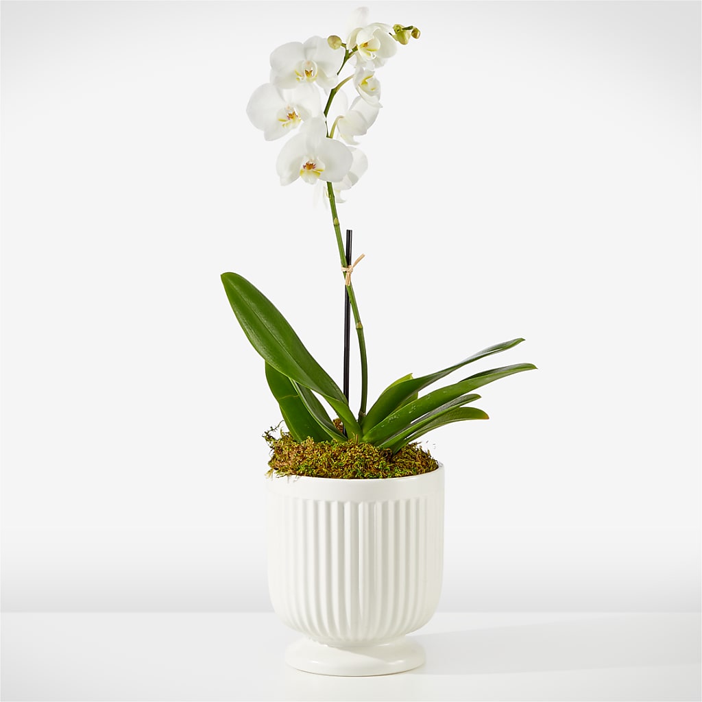 Whispering White Orchid – Greenwich Blooms Florist Inc, Greenwich CT