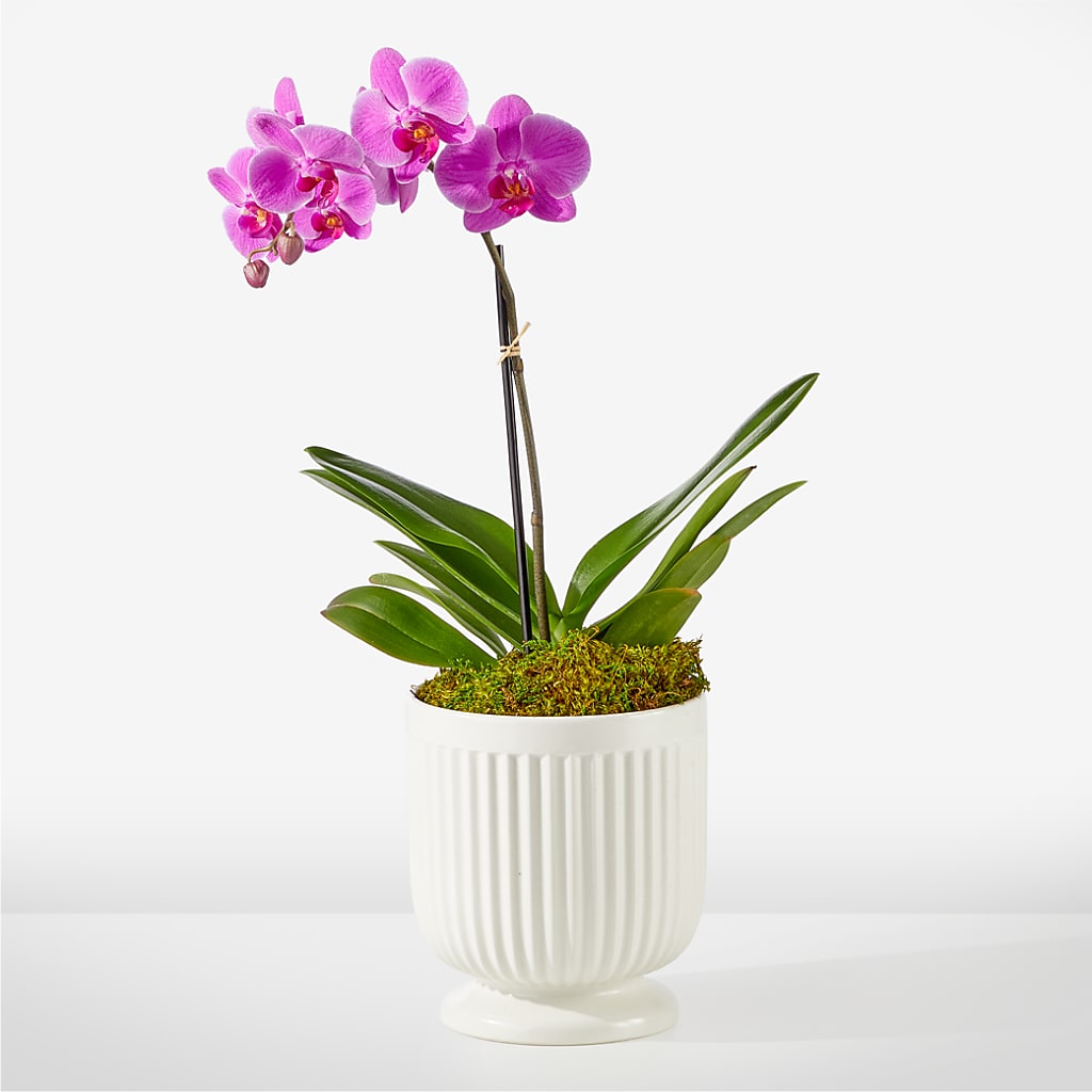 Friendly Fuchsia Orchid – Greenwich Blooms Florist Inc, Greenwich CT