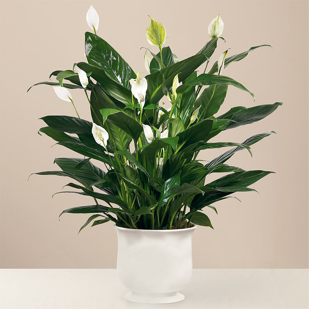 Comfort Planter – Greenwich Blooms Florist Inc, Greenwich CT