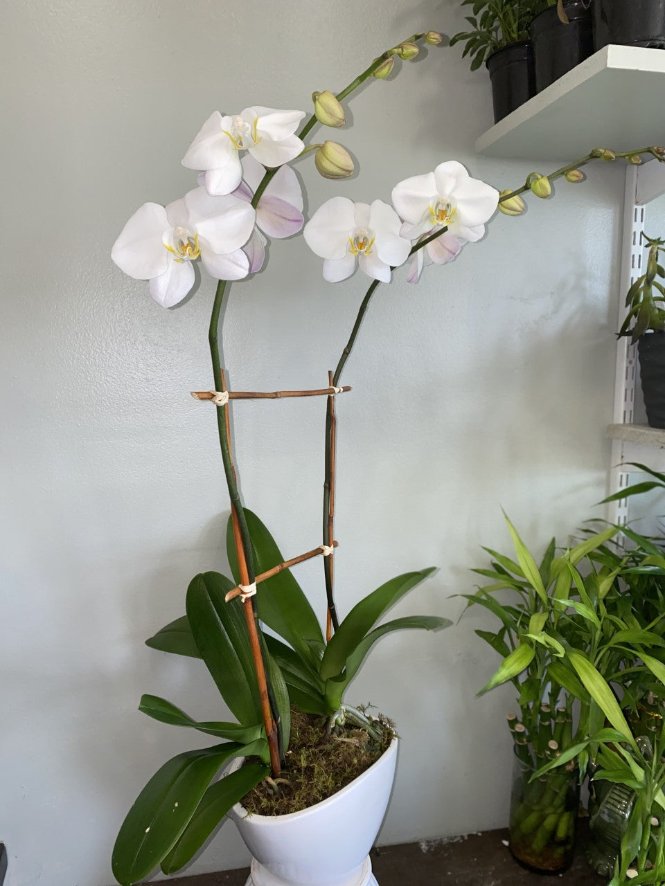 Pure Elegance Orchid – Greenwich Blooms Florist Inc, Greenwich CT
