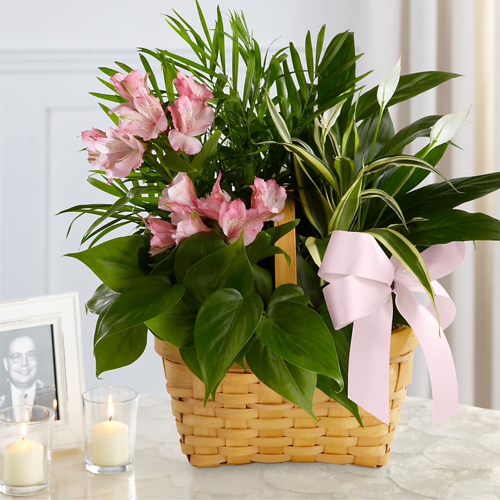 Living Spirit Dishgarden – Greenwich Blooms Florist Inc, Greenwich CT