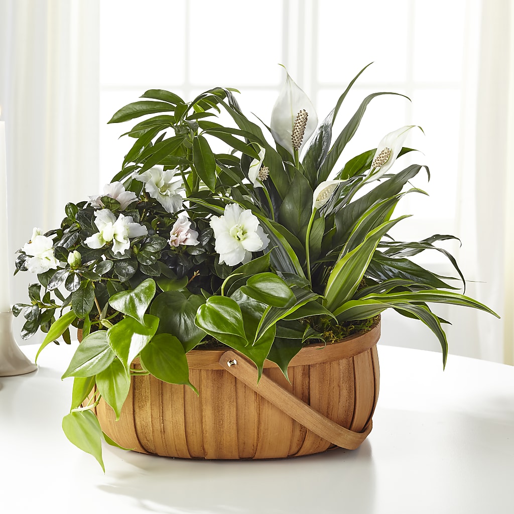 Serene Dishgarden – Greenwich Blooms Florist Inc, Greenwich CT