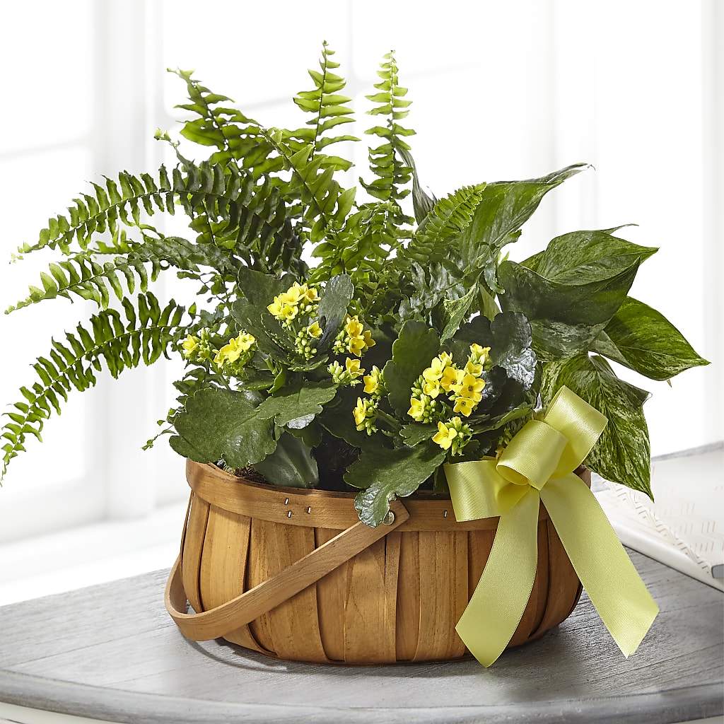 Always Dear Dishgarden – Greenwich Blooms Florist Inc, Greenwich CT