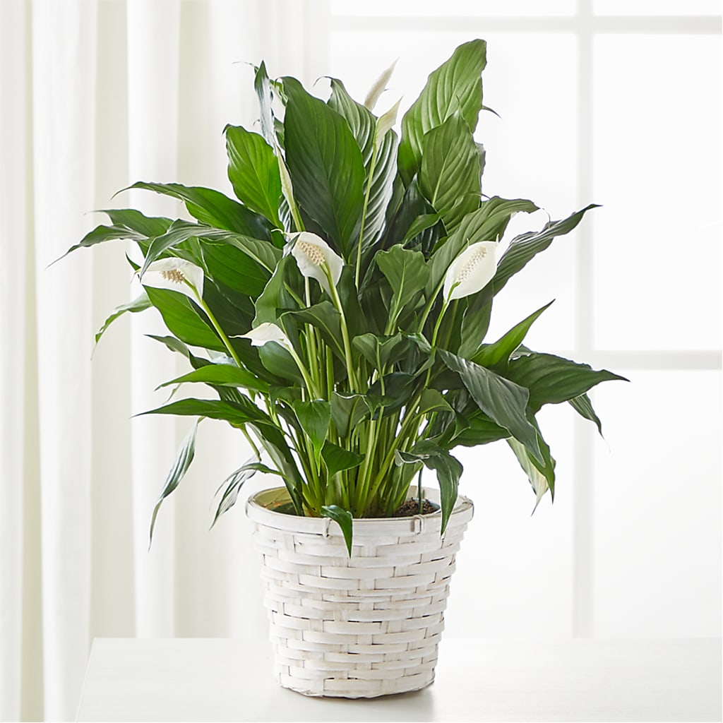 A New Leaf Peace Lily – Greenwich Blooms Florist Inc, Greenwich CT
