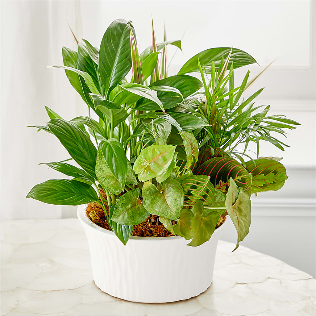 Balance & Harmony Dishgarden – Greenwich Blooms Florist Inc, Greenwich CT