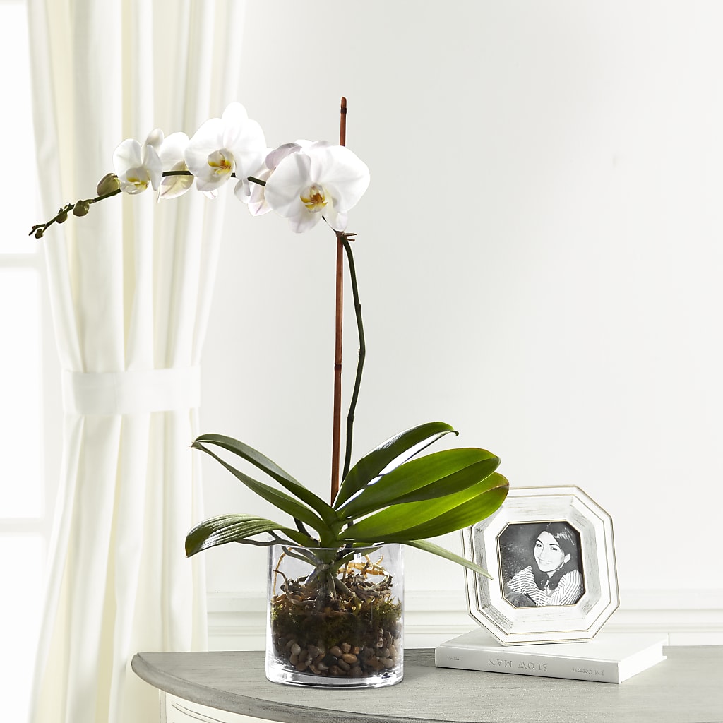 White Orchid Planter – Greenwich Blooms Florist Inc, Greenwich CT