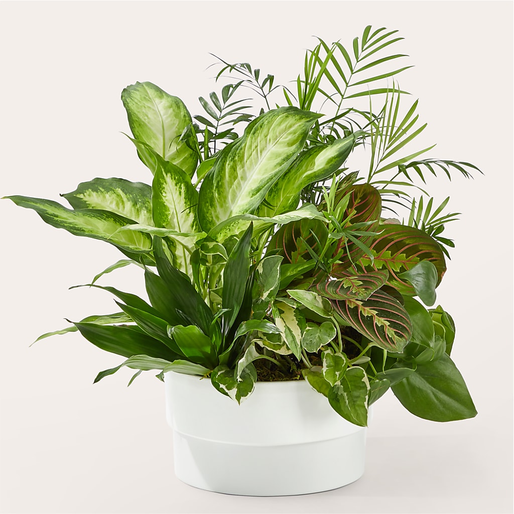 Radiating Positivity Dishgarden – Greenwich Blooms Florist Inc, Greenwich CT