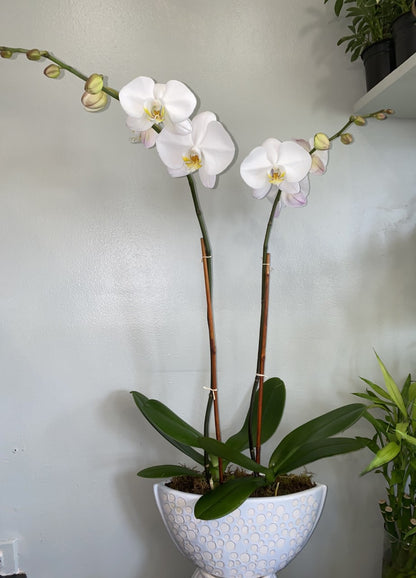 Astonishing Orchid –  Greenwich Blooms Florist Inc, Greenwich CT
