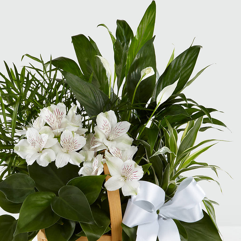 Peace & Serenity Dishgarden –  Greenwich Blooms Florist Inc, Greenwich CT