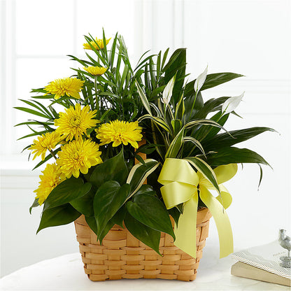 Loving Light Dishgarden –  Greenwich Blooms Florist Inc, Greenwich CT