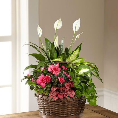 Dream in Pink Dishgarden –  Greenwich Blooms Florist Inc, Greenwich CT