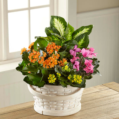 Color Crush Dishgarden –  Greenwich Blooms Florist Inc, Greenwich CT