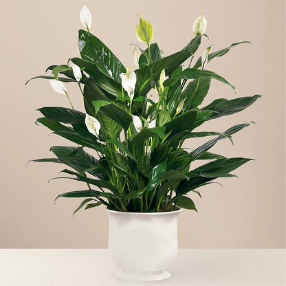 Comfort Planter –  Greenwich Blooms Florist Inc, Greenwich CT