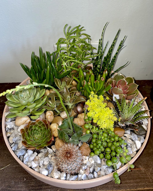 Desert of succulents