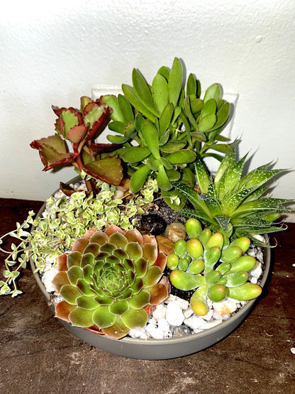 Garden of Succulents –  Greenwich Blooms Florist Inc, Greenwich CT