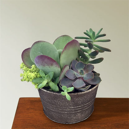Lush Succulent Garden –  Greenwich Blooms Florist Inc, Greenwich CT
