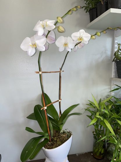 Pure Elegance Orchid –  Greenwich Blooms Florist Inc, Greenwich CT