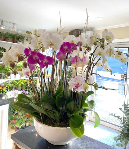 Regal Orchid Garden –  Greenwich Blooms Florist Inc, Greenwich CT