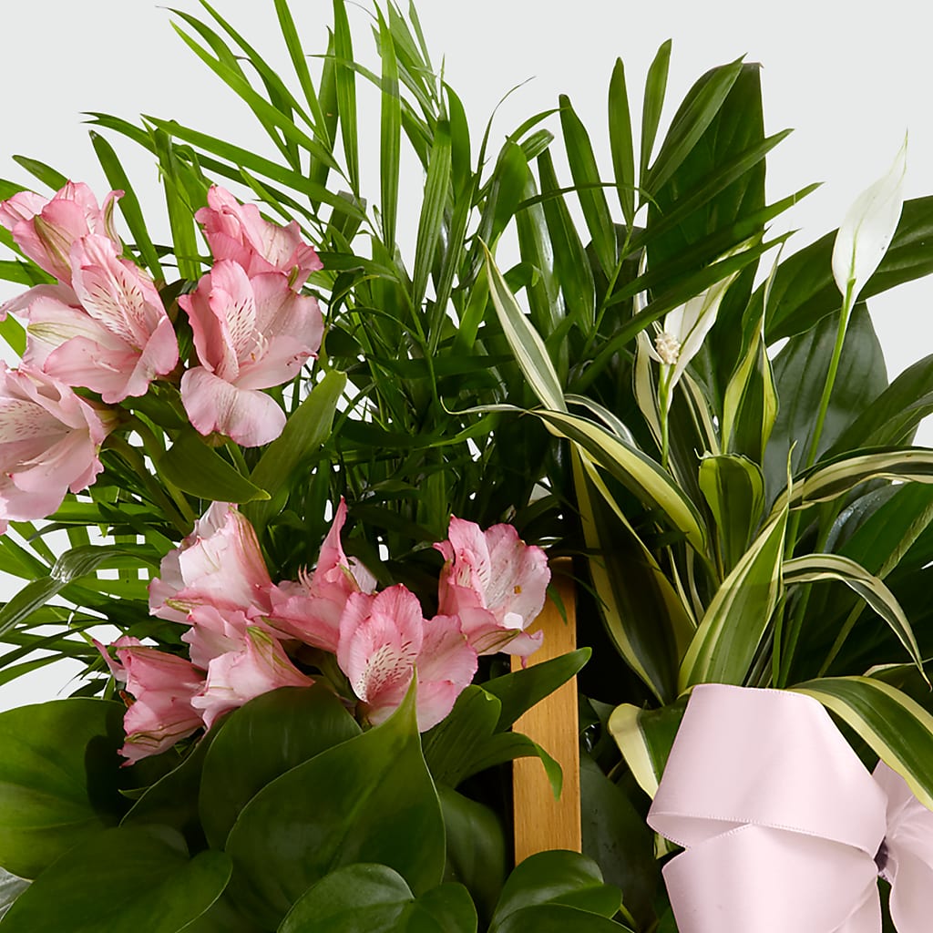 Living Spirit Dishgarden –  Greenwich Blooms Florist Inc, Greenwich CT
