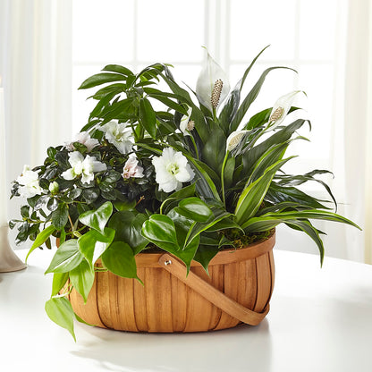 Serene Dishgarden –  Greenwich Blooms Florist Inc, Greenwich CT