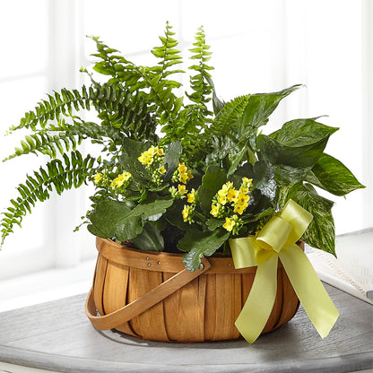 Always Dear Dishgarden –  Greenwich Blooms Florist Inc, Greenwich CT