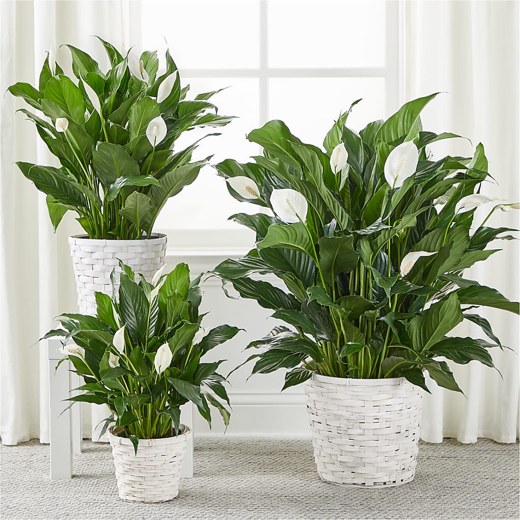 A New Leaf Peace Lily –  Greenwich Blooms Florist Inc, Greenwich CT
