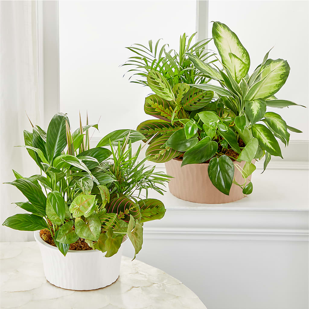 Balance & Harmony Dishgarden –  Greenwich Blooms Florist Inc, Greenwich CT