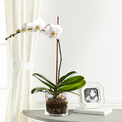 White Orchid Planter –  Greenwich Blooms Florist Inc, Greenwich CT