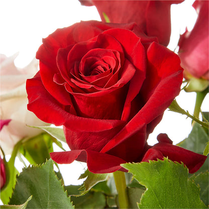 Love Notes Rose Bouquet –  Greenwich Blooms Florist Inc, Greenwich CT