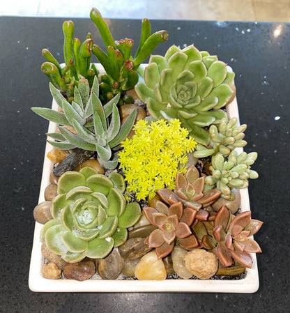Zen Garden –  Greenwich Blooms Florist Inc, Greenwich CT